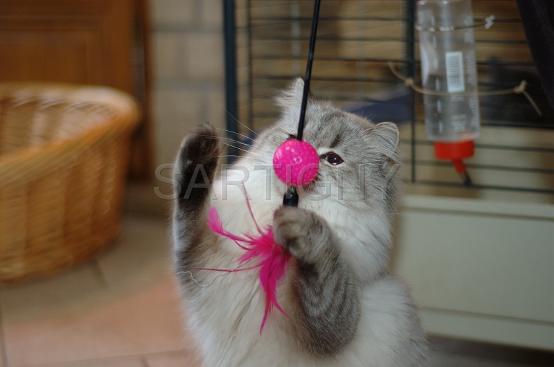 BRITISH LONGHAIR 011.jpg